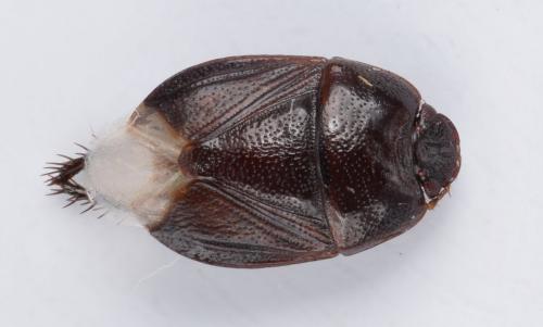 Réf. 182 489 : Byrsinus pilosulus